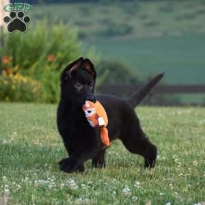 Debra, German Shepherd Puppy