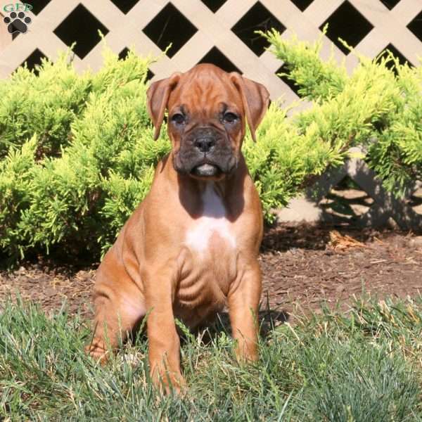 Delilah, Boxer Puppy