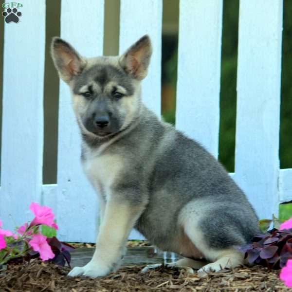 Delilah, Norwegian Elkhound Mix Puppy