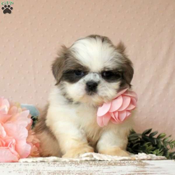 Delphine, Shih Tzu Puppy