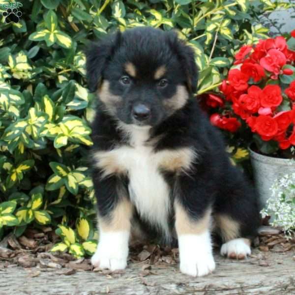 Demi, Australian Shepherd Puppy