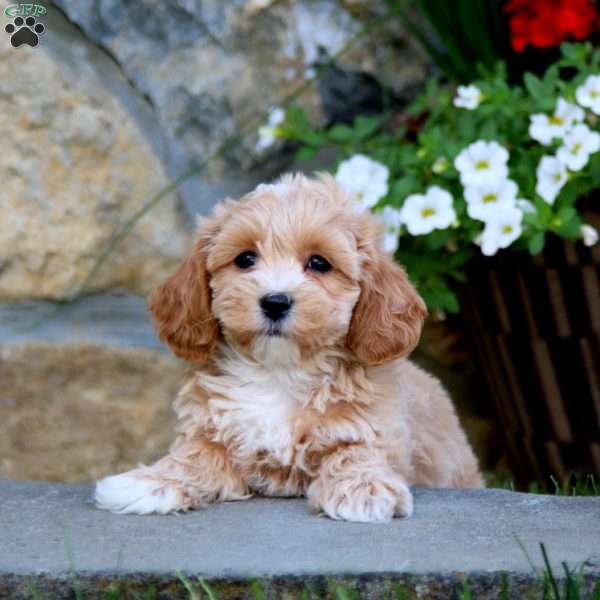 Derek, Maltipoo Puppy