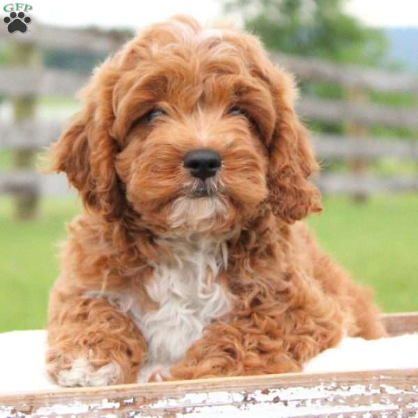 Derrick, Cavapoo Puppy