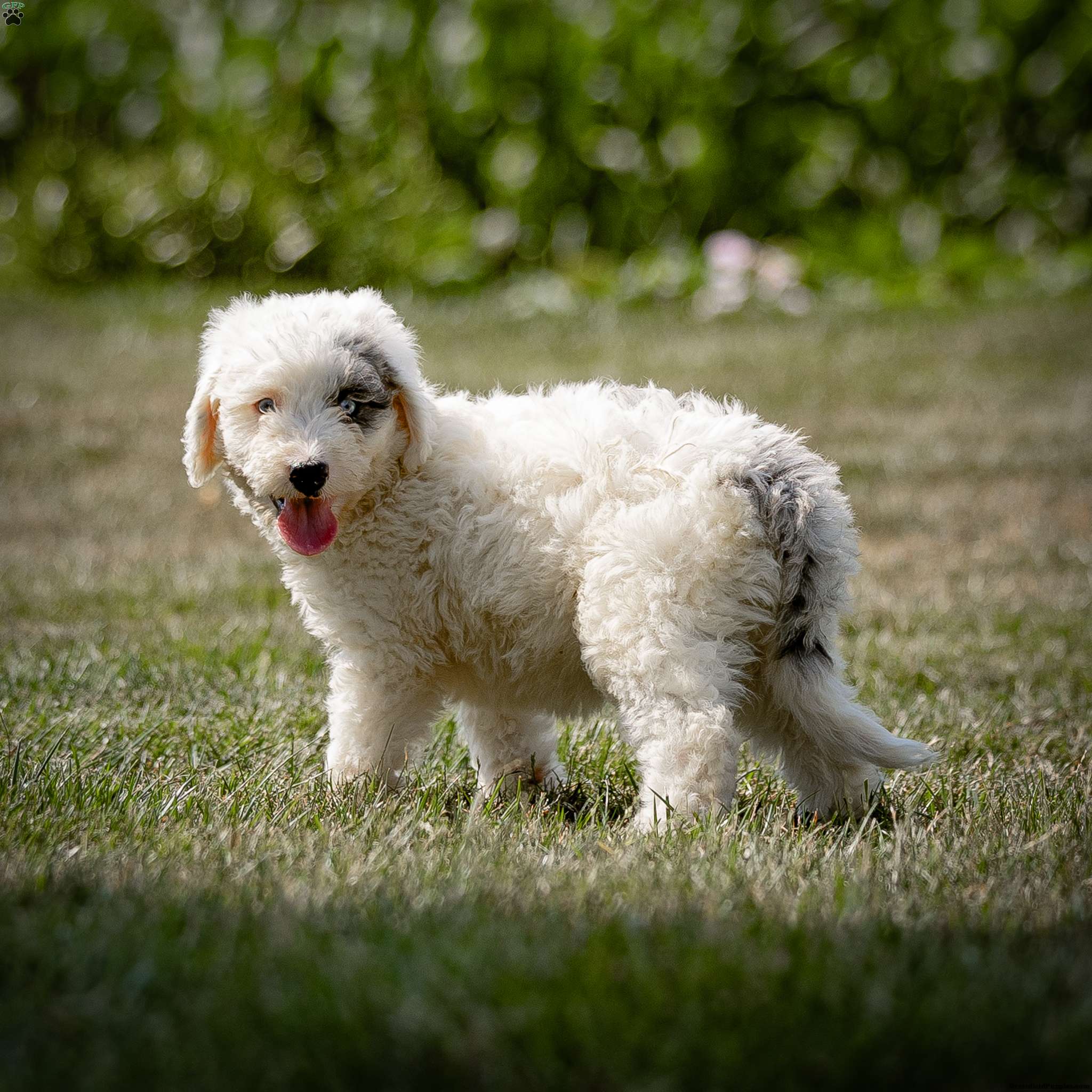 Destiny - Sheepadoodle Puppy For Sale In Pennsylvania