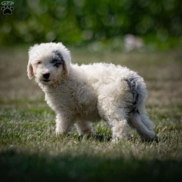 Destiny, Sheepadoodle Puppy