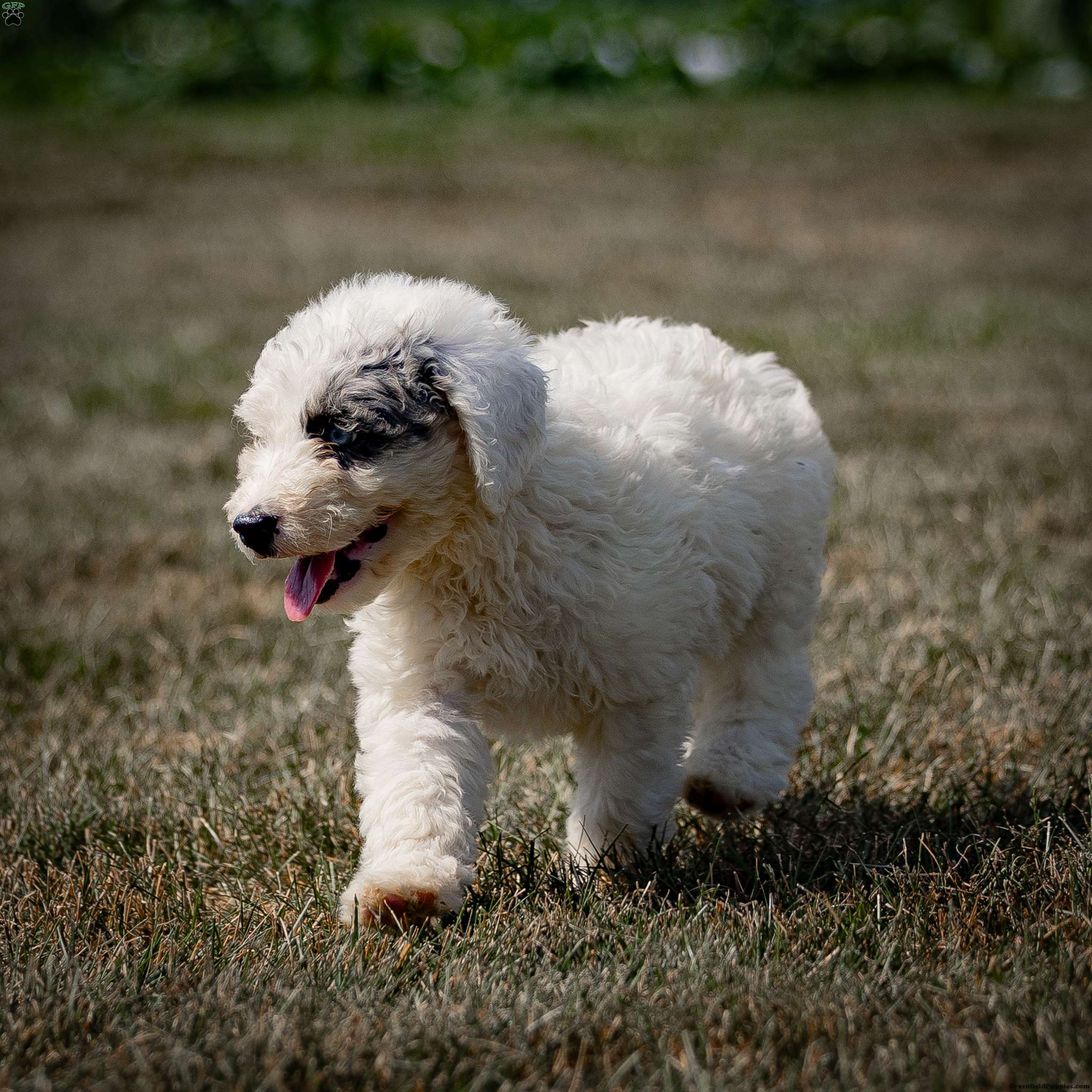 Destiny - Sheepadoodle Puppy For Sale In Pennsylvania