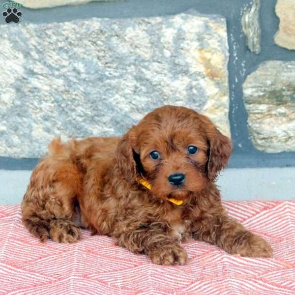 Destiny, Cavapoo Puppy