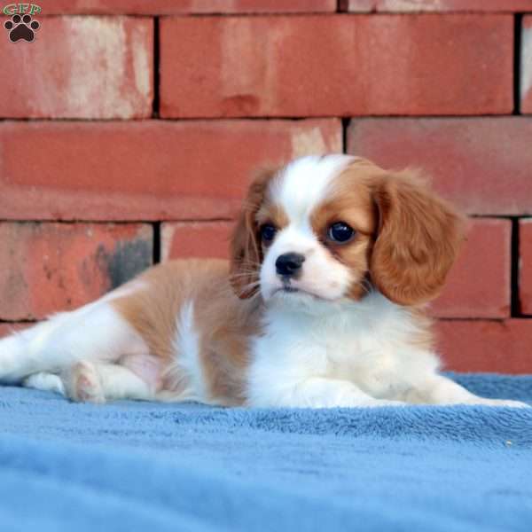 Devan, Cavalier King Charles Spaniel Puppy