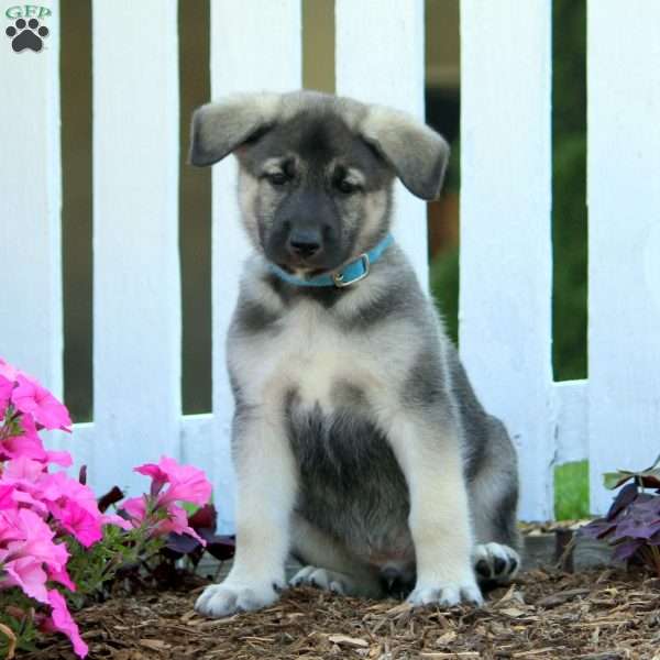 Devan, Norwegian Elkhound Mix Puppy