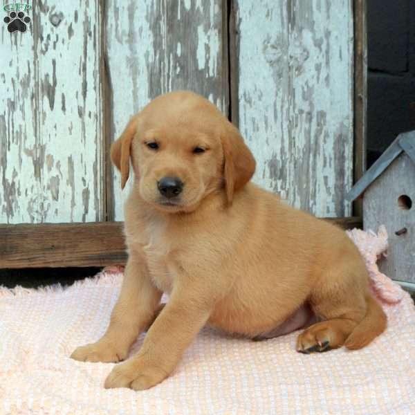 Dewey, Golden Labrador Puppy