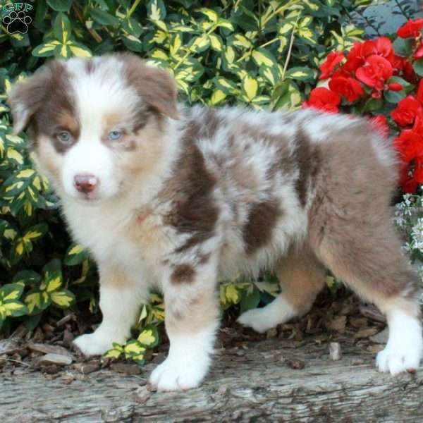 Diana, Australian Shepherd Puppy