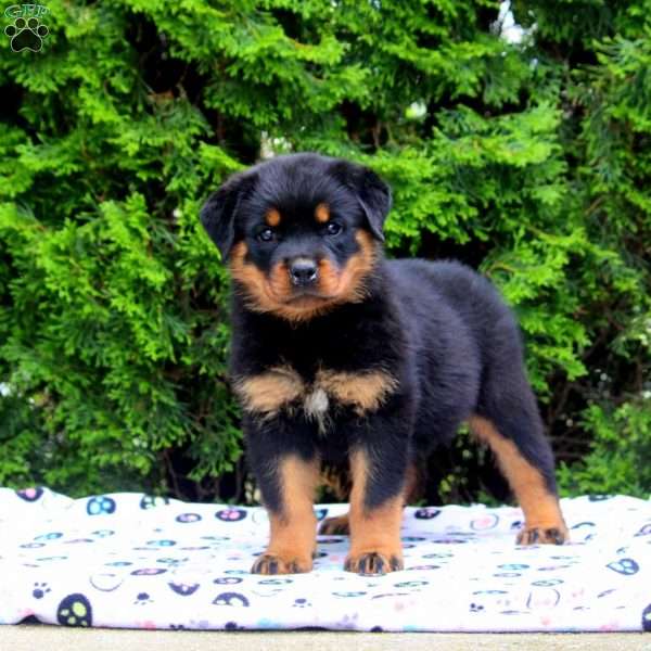 Diana, Rottweiler Puppy