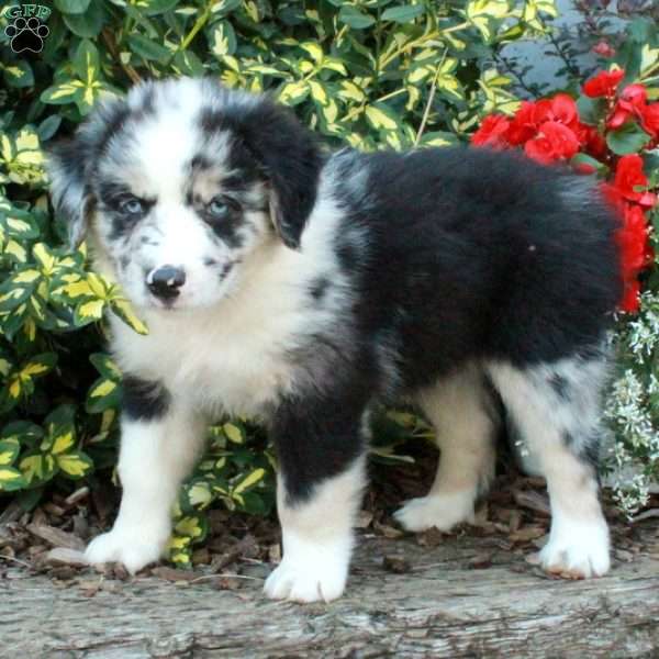 Diego, Australian Shepherd Puppy