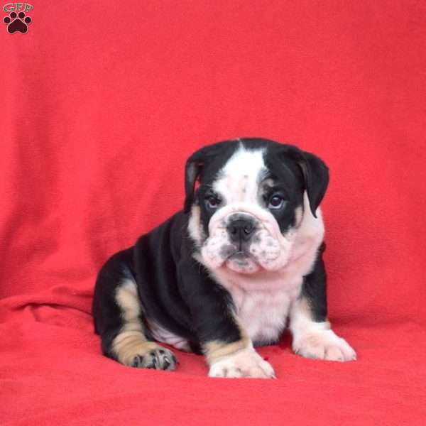 Diesel, English Bulldog Puppy