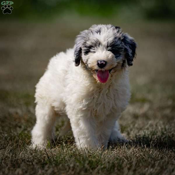 Disco, Sheepadoodle Puppy