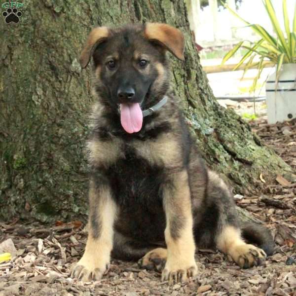 Disco, German Shepherd Puppy