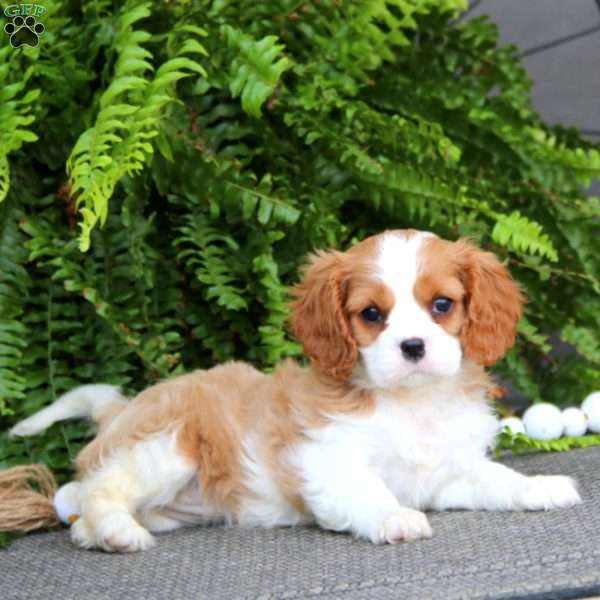 Dixie, Cavalier King Charles Spaniel Puppy