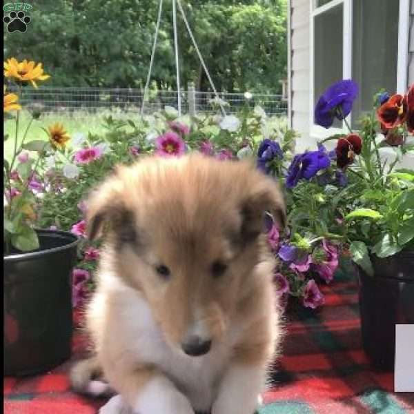 Dixie, Collie Puppy