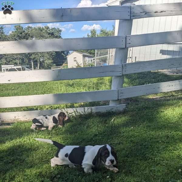 Dixie, Basset Hound Puppy