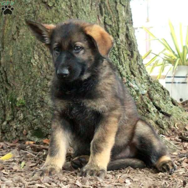 Doby, German Shepherd Puppy