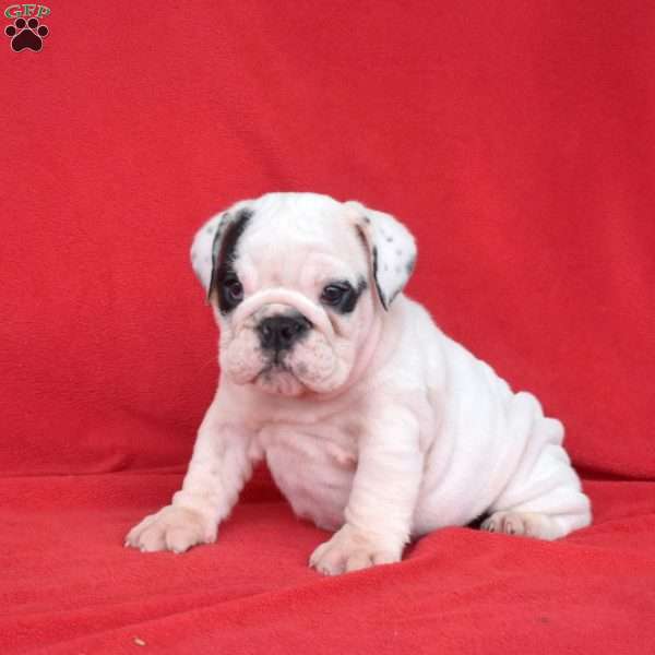 Dolly, English Bulldog Puppy