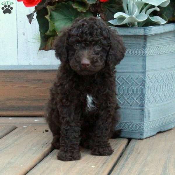 Dolly, Cockapoo Puppy