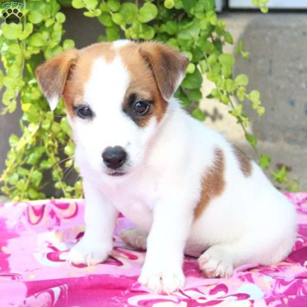 Dolly, Jack Russell Terrier Puppy