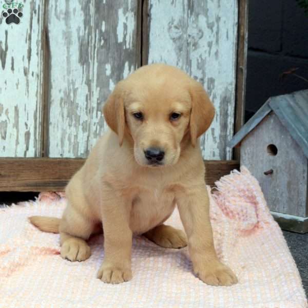 Dolly, Golden Labrador Puppy