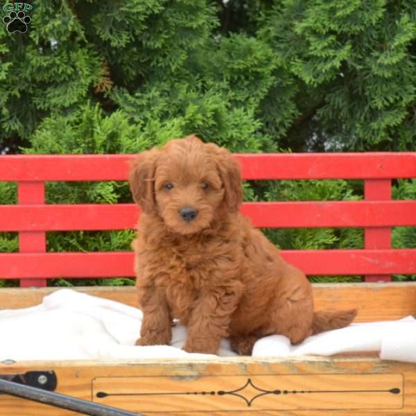 Dolly, Mini Goldendoodle Puppy