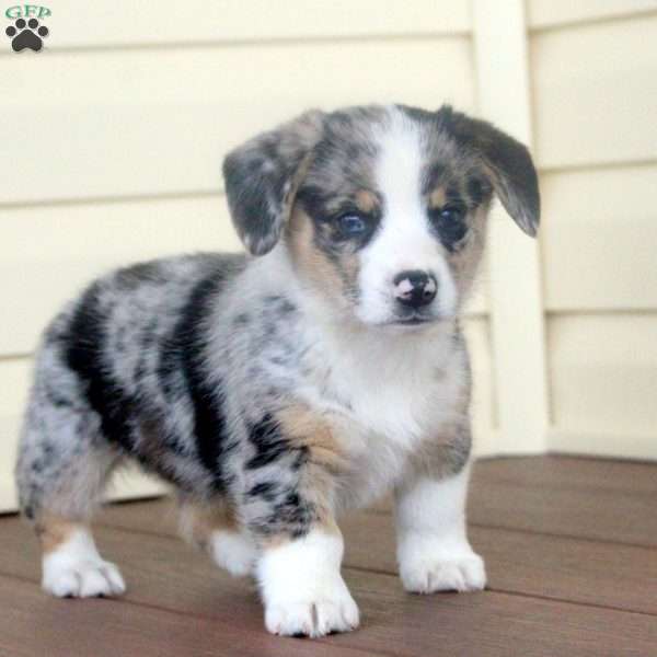 Domino, Pembroke Welsh Corgi Puppy