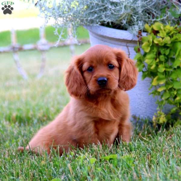 Domino, Miniature Golden Retriever Puppy