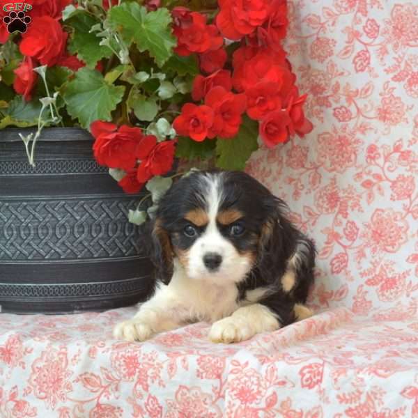 Donald, Cavalier King Charles Spaniel Puppy