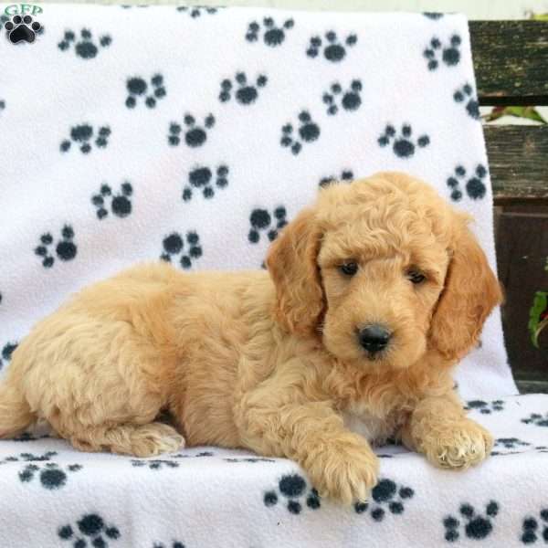 Drake, Mini Goldendoodle Puppy