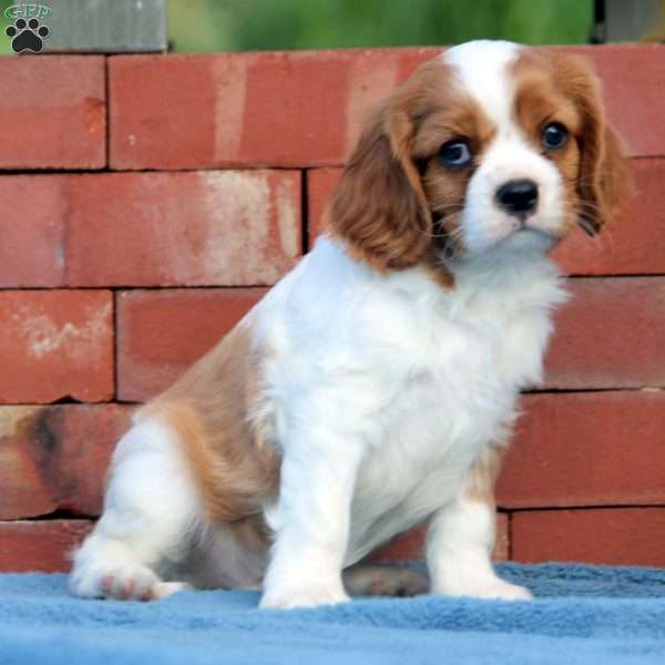 Drake, Cavalier King Charles Spaniel Puppy