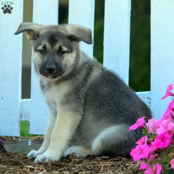 Drake, Norwegian Elkhound Mix Puppy