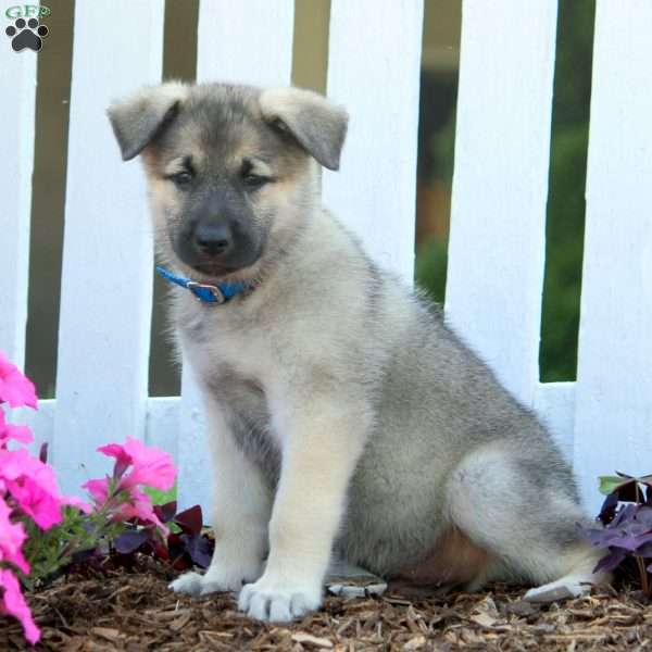 Drew, Norwegian Elkhound Mix Puppy