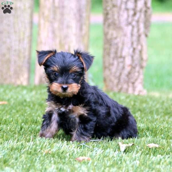 Duff, Yorkie Puppy