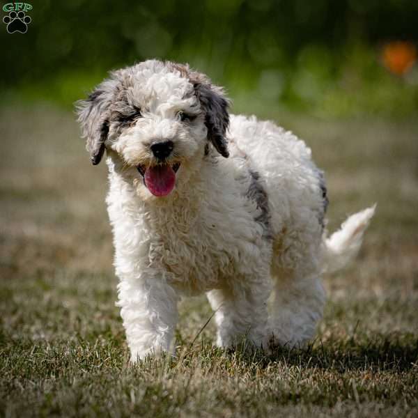 Duke, Sheepadoodle Puppy