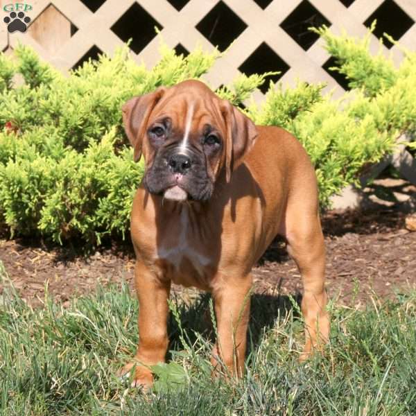 Duke, Boxer Puppy