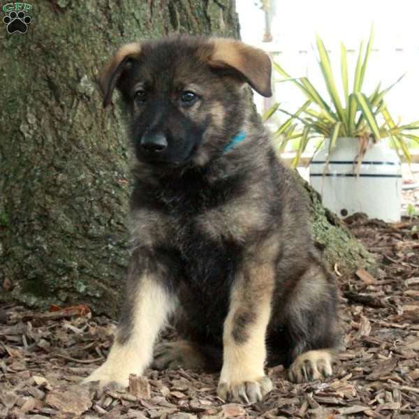 Duke, German Shepherd Puppy