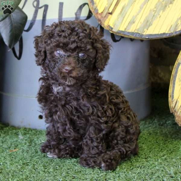 Duke, Toy Poodle Puppy