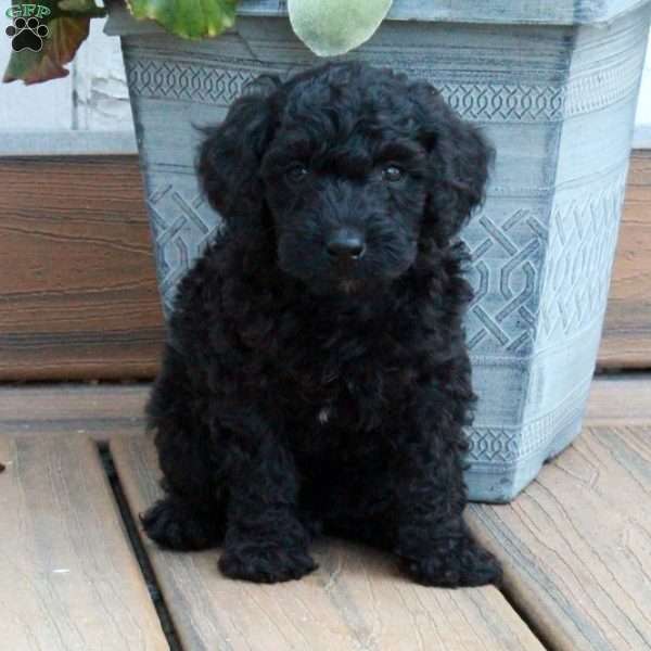 Dune, Cockapoo Puppy