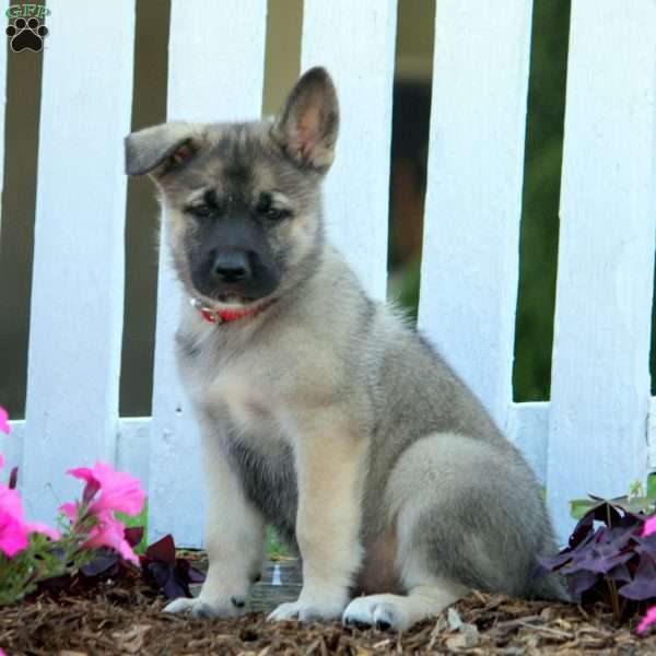 Dustin, Norwegian Elkhound Mix Puppy