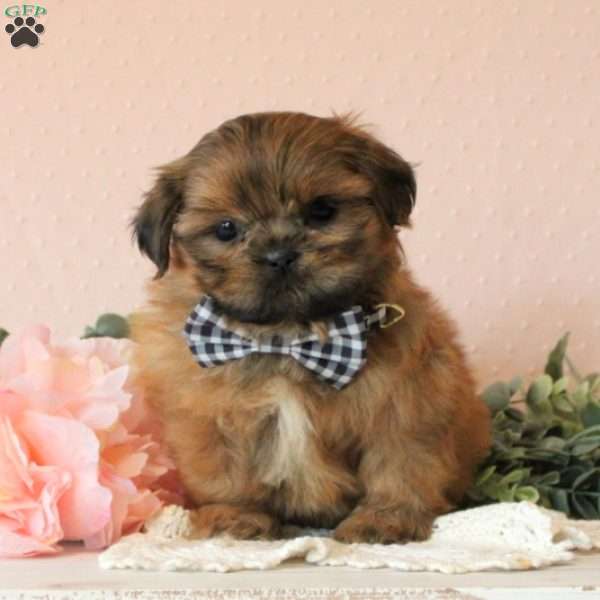 Dustin, Shih Tzu Puppy