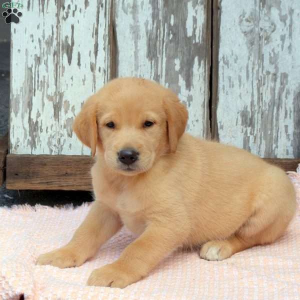 Dusty, Golden Labrador Puppy