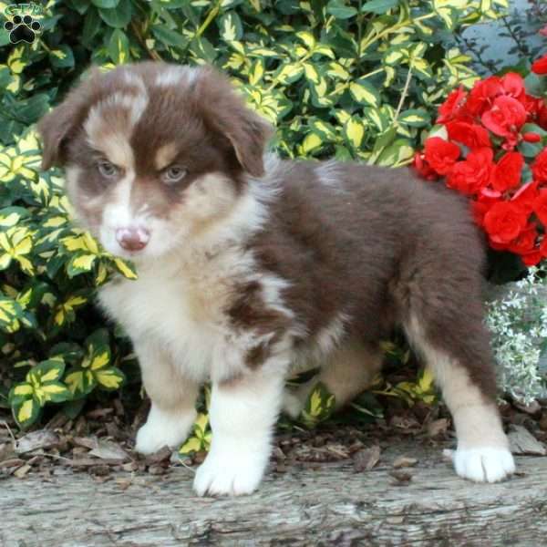 Dusty, Australian Shepherd Puppy