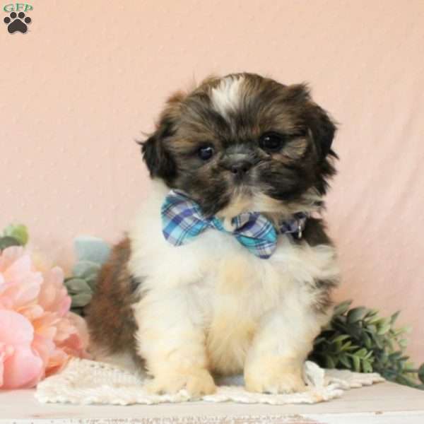 Dwight, Shih Tzu Puppy