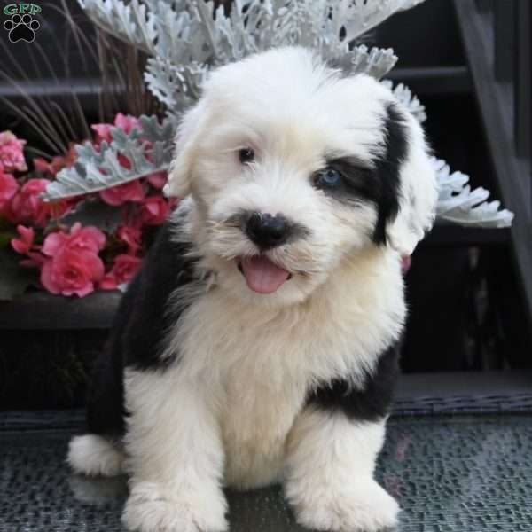 Kiko, Old English Sheepdog Puppy