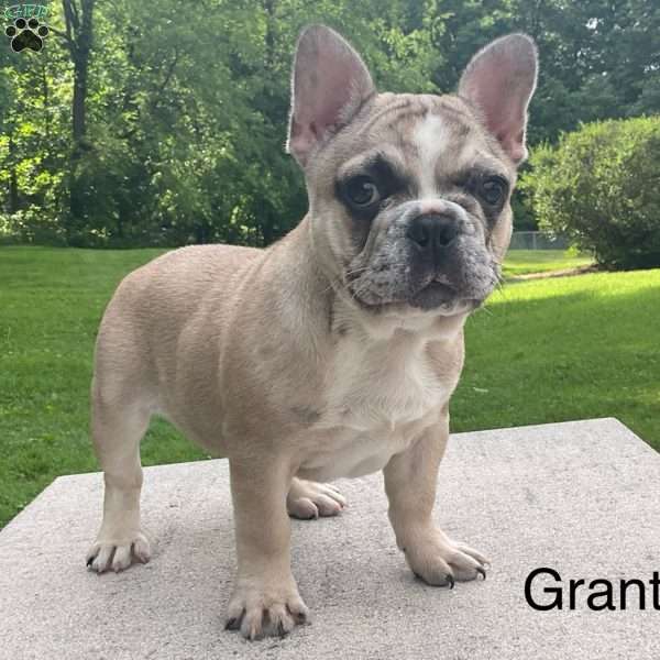 Grant, French Bulldog Puppy