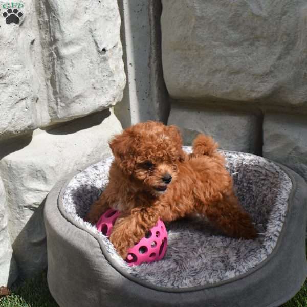 Noble, Cavapoo Puppy